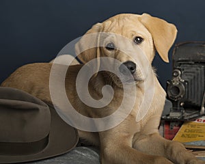 Cute Yellow Labrador Retriever Puppy