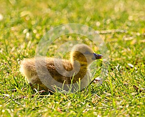 Cute , yellow, little biddy of a greylag goose in the green grass photo