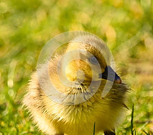 Cute , yellow, little biddy of a greylag goose in the green grass photo