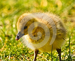 Cute , yellow, little biddy of a greylag goose in the green grass photo