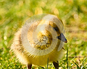 Cute , yellow, little biddy of a greylag goose in the green grass photo
