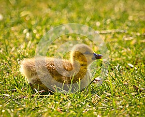 Cute , yellow, little biddy of a greylag goose in the green grass photo