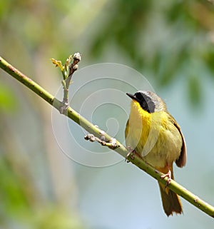 Cute yellow masked bird