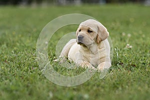 cute yellow puppy Labrador Retriever on background of green grass