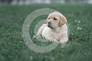 cute yellow puppy Labrador Retriever on background of green grass