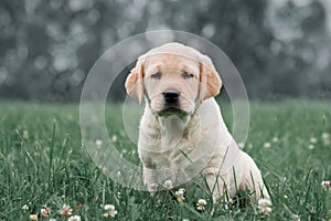 Cute yellow puppy Labrador Retriever on background of green grass