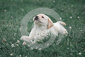 Cute yellow puppy Labrador Retriever lies on background of green grass