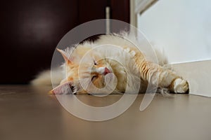 Cute yellow rag doll cat sleep on ground