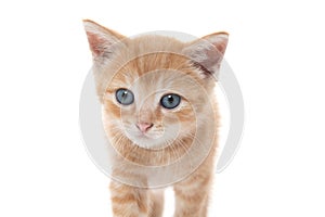 Cute yellow tabby kitten on white