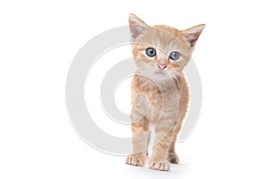 Cute yellow tabby kitten on white