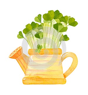 Cute yellow watering can with seedlings. Seasonal radish crops.