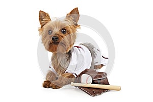 Cute Yorkie Dog In Baseball Uniform