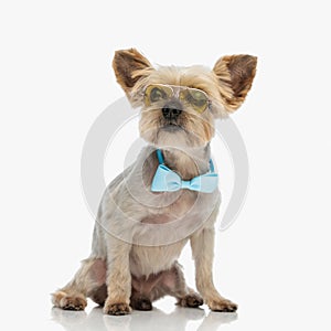 cute yorkie dog with sunglasses and bowtie looking away and sitting