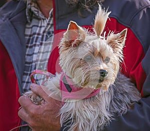 A cute yorkie dressed in a bow and pink harness enjoying the out