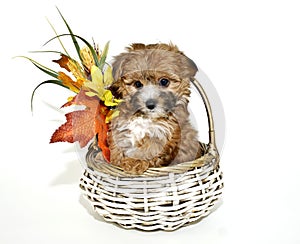 Cute Yorkie-Poo Puppy