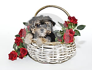 Cute Yorkie Poo Puppy