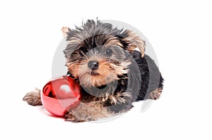 Cute Yorkie Puppy with Christmas Ornament