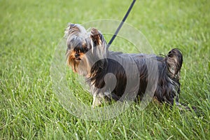 Cute yorkie puppy in the grass