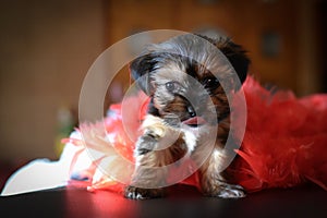 Cute Yorkie Shih Tzu Puppy with Red Boa