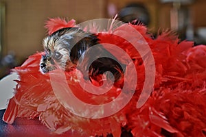 Cute Yorkie Shih Tzu Puppy with Red Boa