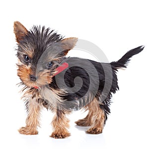 Cute yorkie toy standing