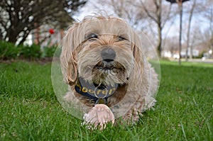 Cute Yorkipoo with bone in grass