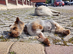 Roztomilý yorkshirský pes ležiaci pes na ulici. Slovensko