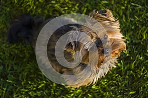 Cute Yorkshire terier looking up to camera