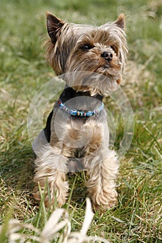 Cute yorkshire terrier