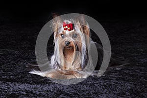 Cute Yorkshire Terrier on black blanket