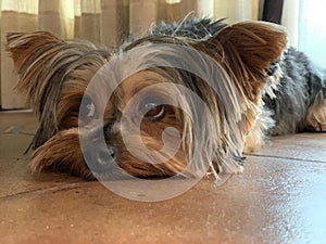 Cute Yorkshire Terrier with cute big eyes