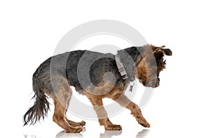 Cute yorkshire terrier dog analyzing something on the ground