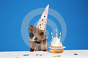 Cute Yorkshire terrier dog with birthday cupcake at table against background