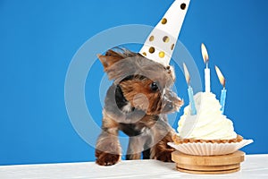 Cute Yorkshire terrier dog with birthday cupcake at table against background