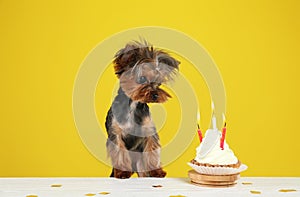 Cute Yorkshire terrier dog with birthday cupcake at table against background