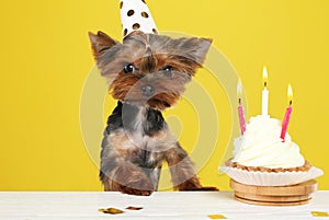 Cute Yorkshire terrier dog with birthday cupcake at table against background