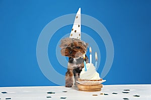 Cute Yorkshire terrier dog with birthday cupcake at table against background