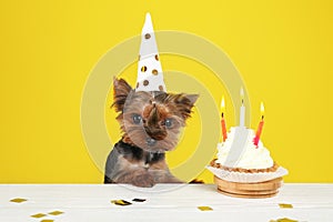 Cute Yorkshire terrier dog with birthday cupcake at table against background