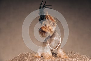 Cute yorkshire terrier dog with black feathers accessorie on head and pearls