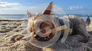 Cute Yorkshire terrier dog chewing a stick on beach. Close up, low angle.