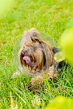 Cute Yorkshire Terrier Dog on the green grass