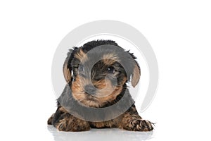 Cute yorkshire terrier dog laying down and looking away