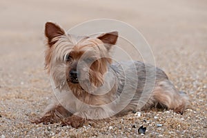 Cute Yorkshire Terrier dog ling on sand at the beach