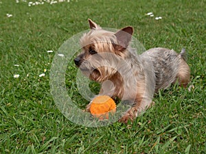 Cute Yorkshire Terrier dog lying on grass
