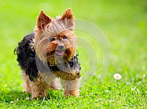 Cute Yorkshire Terrier Dog Playing in the Yard