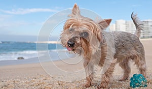 Cute Yorkshire Terrier dog portrait at the beach in summer.