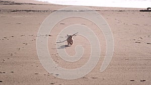 Cute Yorkshire Terrier dog running with big stick on beach in slow motion