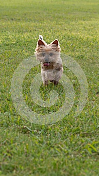 Cute Yorkshire Terrier dog running on grass in the park. Vertical aspect ratio.