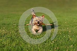 Cute Yorkshire Terrier dog running with stick in mouth, playing fetch.