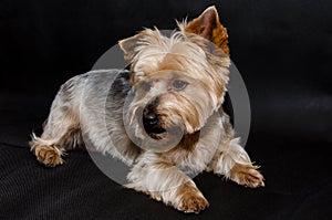 Cute Yorkshire terrier doggy lying down on a black surface